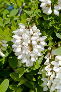 Close-up of white flowers blooming outdoors