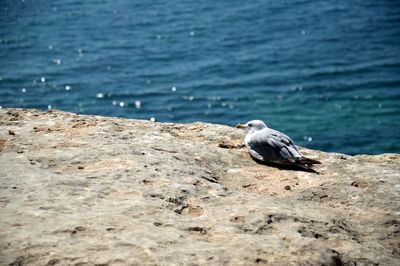 Close-up of seagull sitting on stone