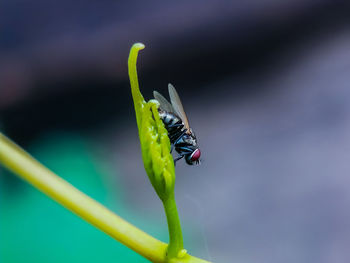 Close-up of fly on leaf