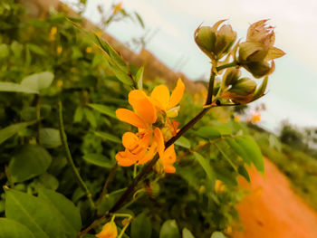 Close-up of yellow flowers blooming outdoors