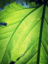 Close-up of green leaves