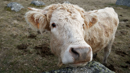 Portrait of cow standing on field