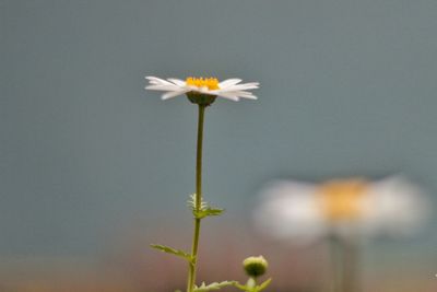 Close-up of white flowers