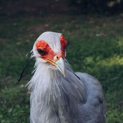 Close-up of a bird on field