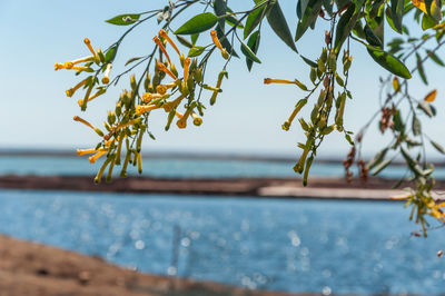 Close-up of plant against sea