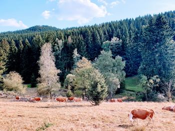 View of pine trees in the forest