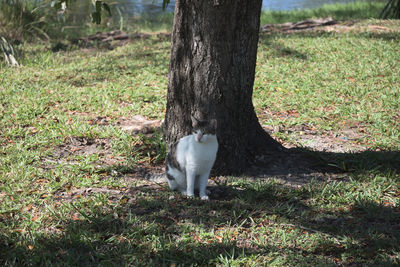 Squirrel on tree trunk