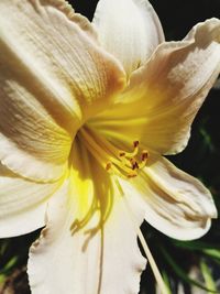 Close-up of day lily