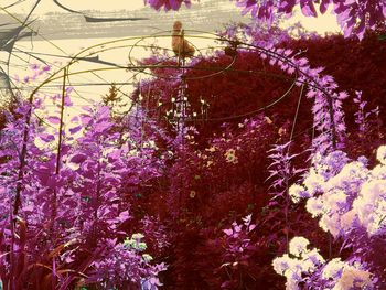 Purple flowers on tree