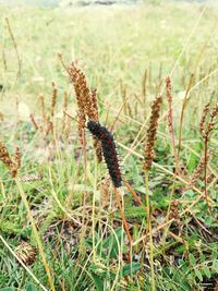 Close-up of plant on field