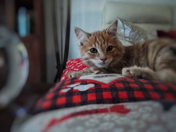 Close-up portrait of cat relaxing at home