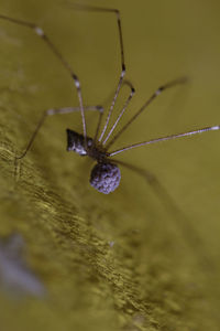 Close-up of spider