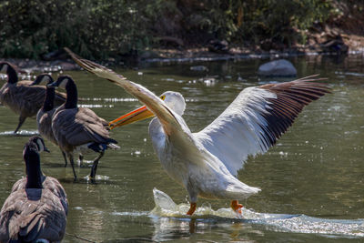 High angle view of gray heron on lake