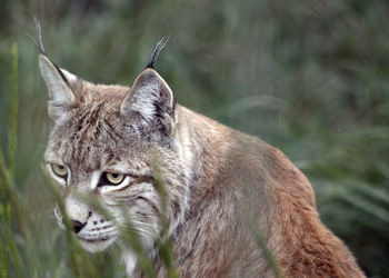 Close-up of cat