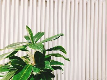 Close-up of potted plant against white wall