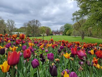 Tulips in park