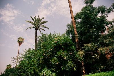 Low angle view of palm trees against sky