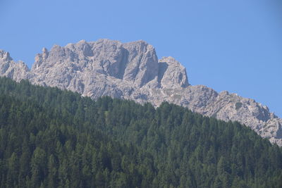 Low angle view of pine trees against sky