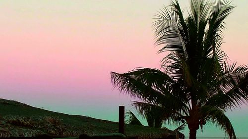 Palm trees at sunset