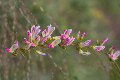 Close-up of pink flowering plants on field