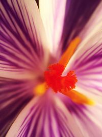 Macro shot of pink flower