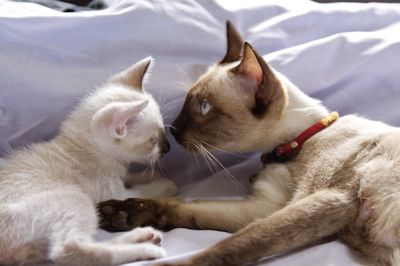 Close-up of cats relaxing on bed