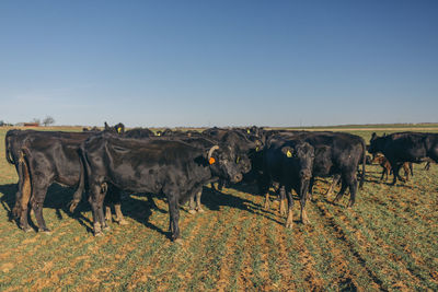 Buffaloes standing on field against blue sky