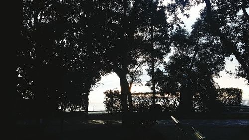 Silhouette trees against sky