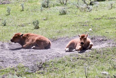 Cows relaxing on field