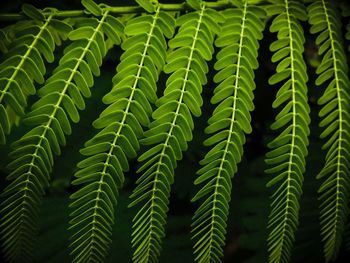 Full frame shot of leaves