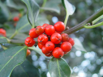 Close-up of red berries growing on tree