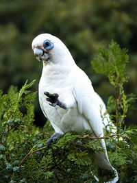 Close-up of bird