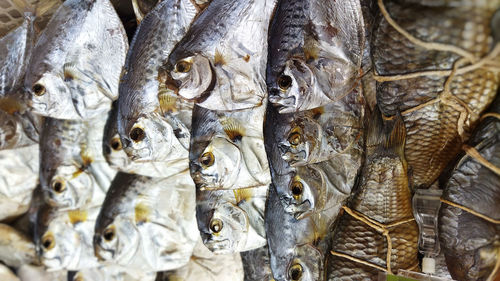 Close-up of fish for sale in market