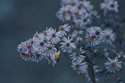 Close-up of flowering plant