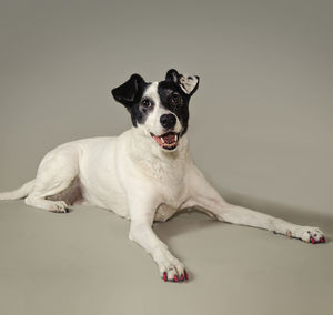 Portrait of dog against gray background