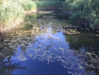 Reflection of trees in water