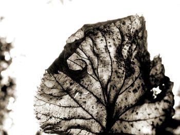 Close-up of dried plant