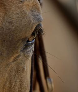 Close-up of a cat