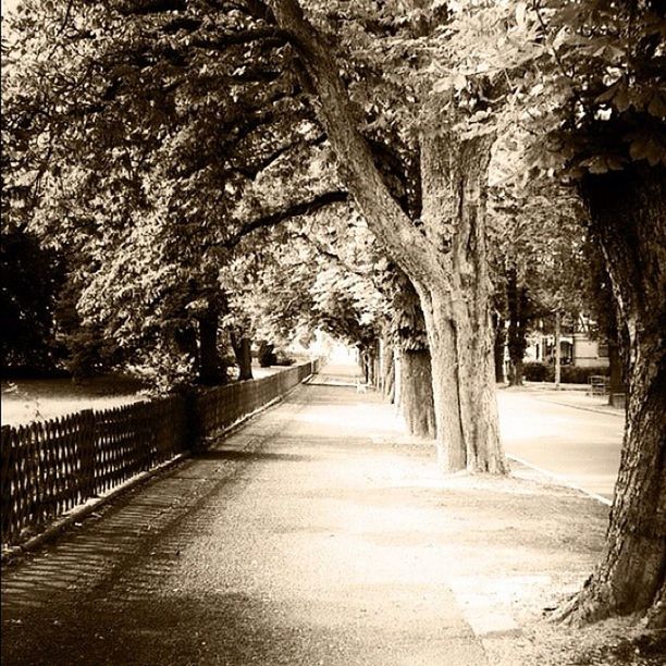 the way forward, tree, diminishing perspective, vanishing point, treelined, footpath, walkway, tree trunk, transportation, narrow, pathway, branch, long, growth, empty, nature, road, railing, tranquility, street