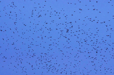 Low angle view of birds flying in sky