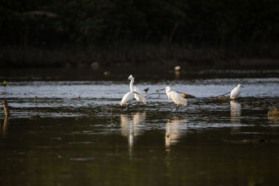 Swans swimming in lake