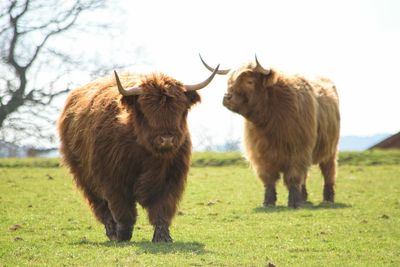 Highland cattle in field