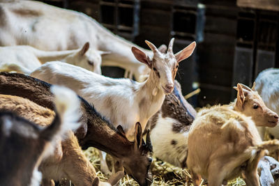 View of goats in field