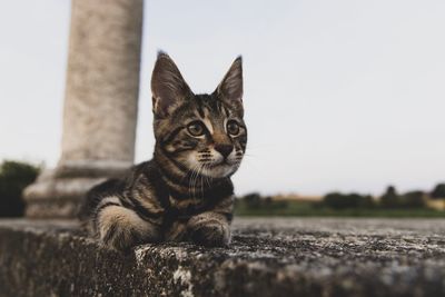 Close-up portrait of a cat