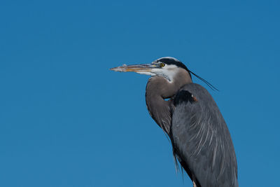 Close-up of a bird against clear blue sky