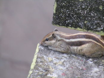 Close-up of squirrel on rock