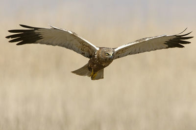 Close-up of seagull flying