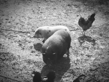Dog standing on field