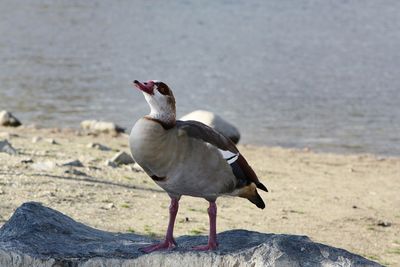 Close-up of bird perching on the beach