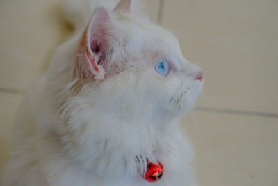 Close-up of a cat looking away